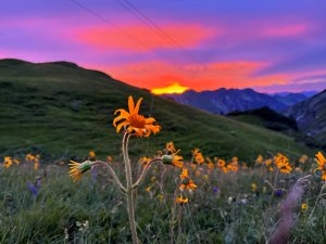 Arnika im Sonnenuntergang - E5 Kemptner Hütte