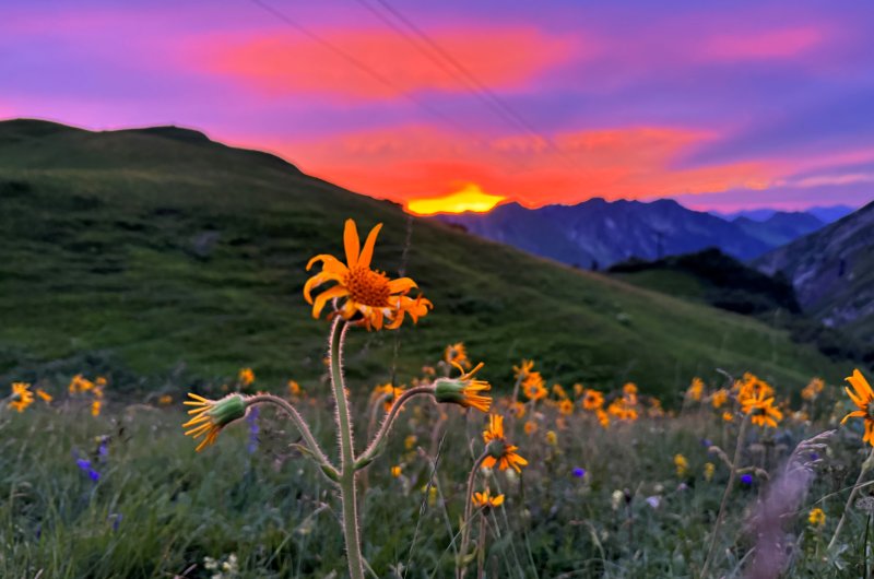 Arnika im Sonnenuntergang - E5 Kemptner Hütte