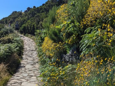 Madeira in Blüte