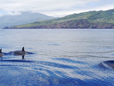 Delfine mit Pico - Kopie