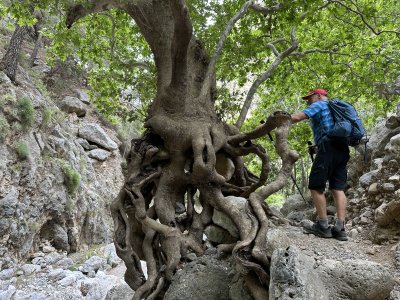 Agia Irini Wurzelwunder