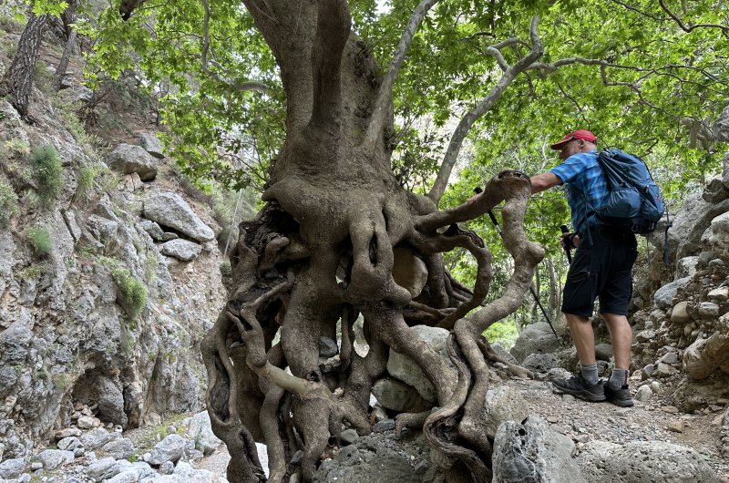 Agia Irini Wurzelwunder