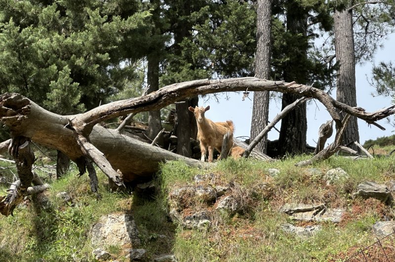 Agia Irini Geißlein