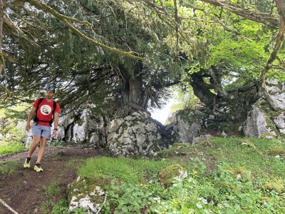 Wanderung durch den Eibenwald