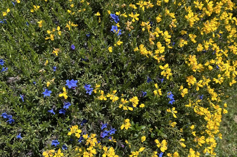 Blumen gelb und blau