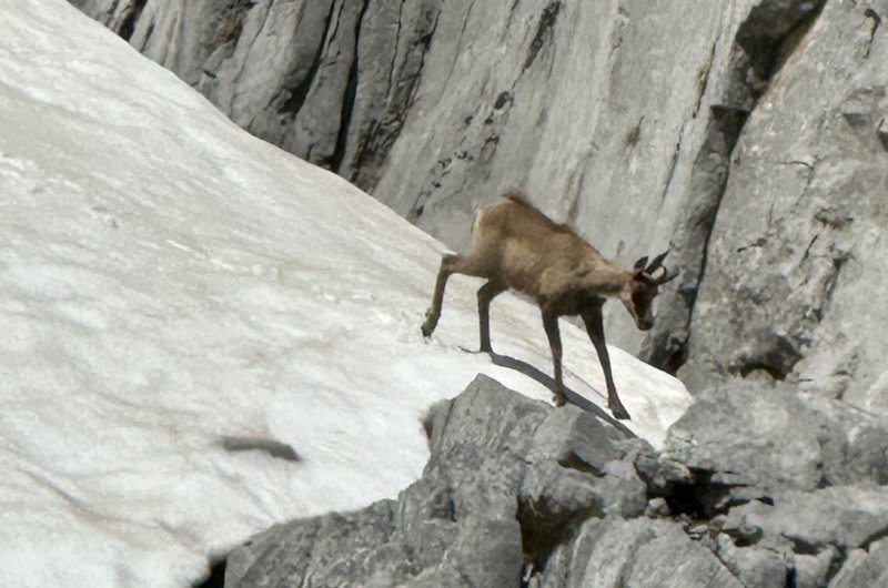 Gemese auf Schneefeld Picos de Europa