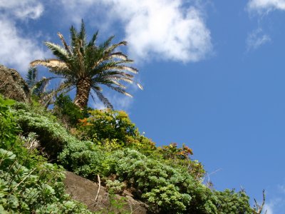 Palme