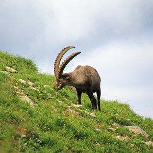 Steinbock