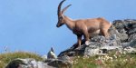 Steinbock