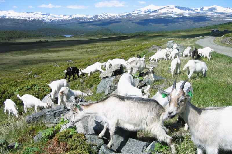 Ziegen in Norwegen