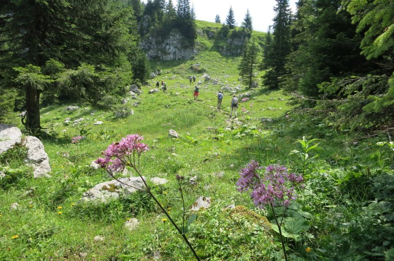 Blütenpracht im Allgäu