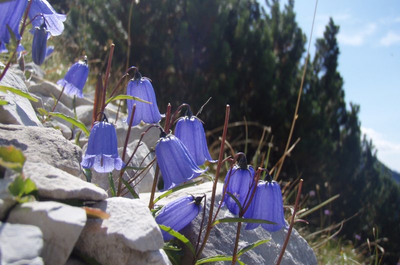 Blütenpracht im Allgäu