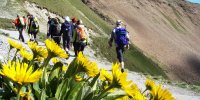Höhenweg mit Blumen