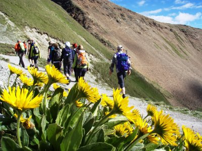 Höhenweg mit Blumen