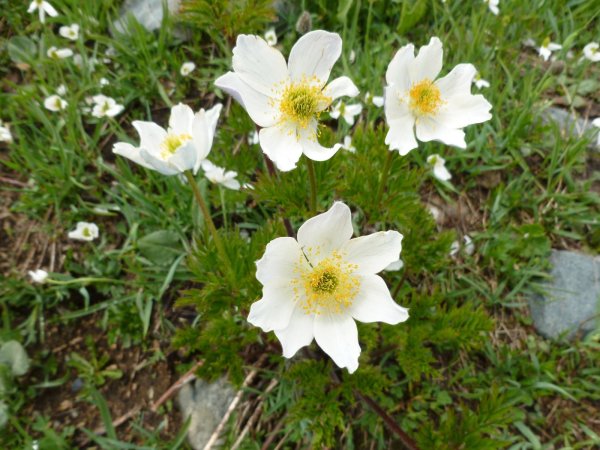 Alpenblumen Aostatal