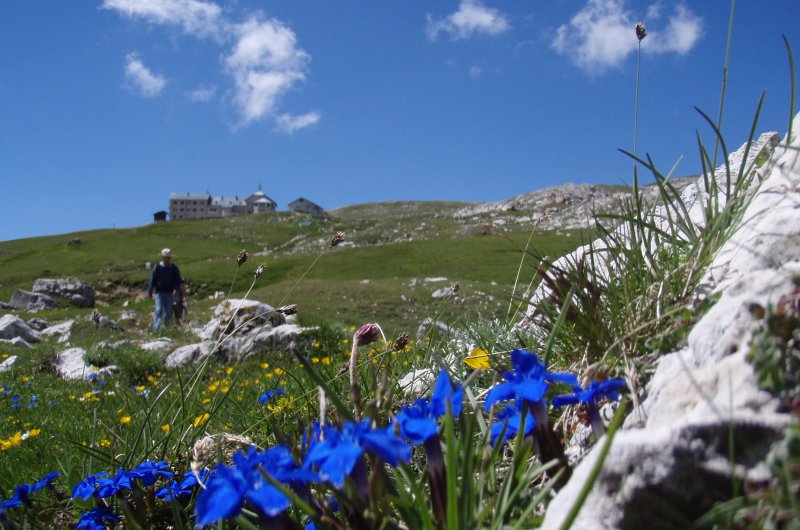 Frühlings-Enzian oder Schusternagerl in den Dolomiten