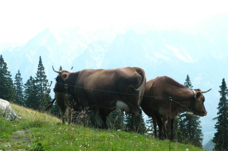 Allgäuer Braunvieh