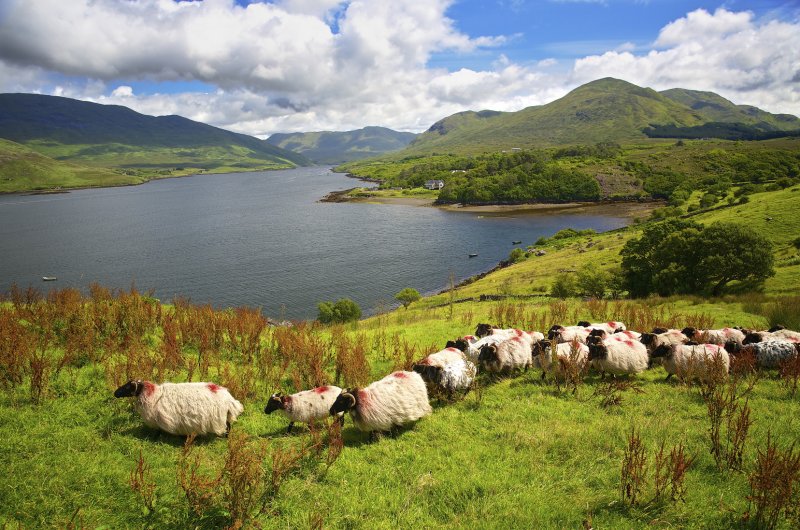 Killary Harbour 2