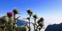 Blumen auf Madeira