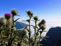 Blumen auf Madeira