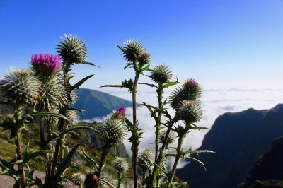 Blumen auf Madeira