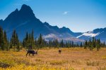 JasperNP-Caribou in a Meadow Parks Canada Ryan Bray