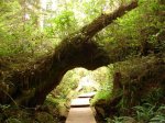 Vancouver Island - Boardwalk (Regenwald)