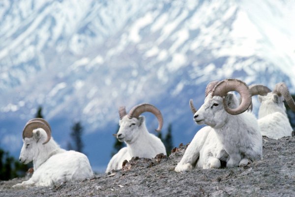 Kluane National Park