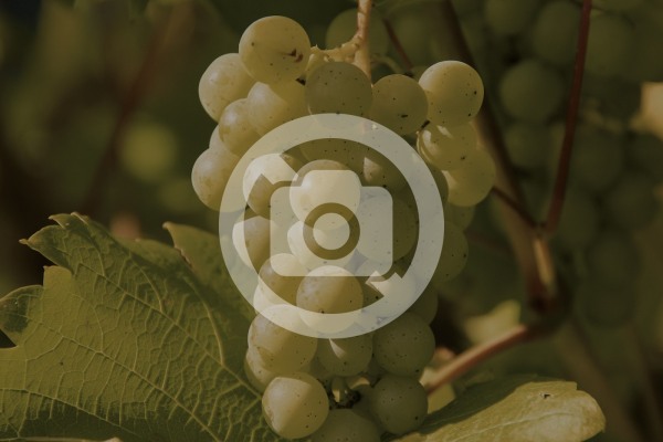 Weingut & Winzerhof Johann Arnold