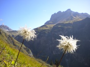 Wilde Mändle im Hintergrund der Kratzer