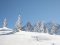 Spur im Schnee