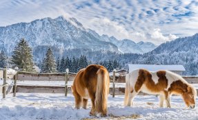 Ponys auf der Weide vor winterlicher Kulisse in den Bergen