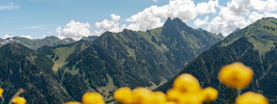 Berge und Blumen im Frühling Gelbe Blumen stehen auf einer Wiese vor hohen Bergen. Es ist sonnig und die Wolken sind am Himmel.