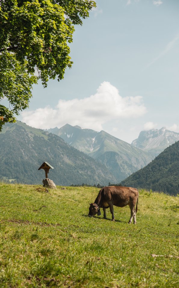 Eine Kuh grast auf einer Wiese. Im Hintergrund sind Berge und ein Baum zu sehen. Die Sonne scheint.