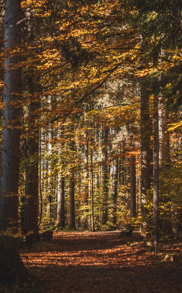 Herbstlicher Wald Weg durch herbstlichen Wald mit bunten Blättern