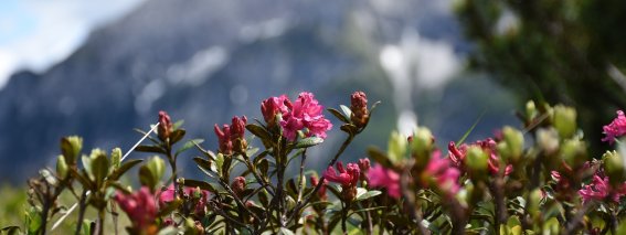 Alpenrosen im Bergsommer