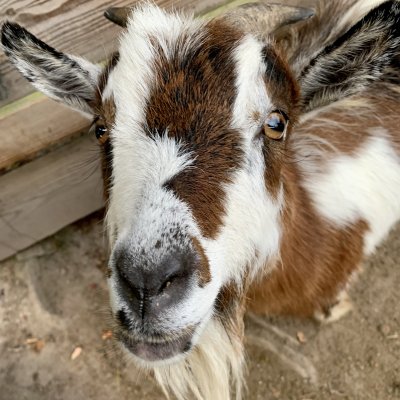 Wurzelrudi Zoo 2