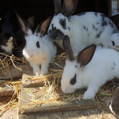 Wurzelrudi Zoo 3