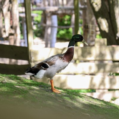 Wurzelrudi Zoo 6