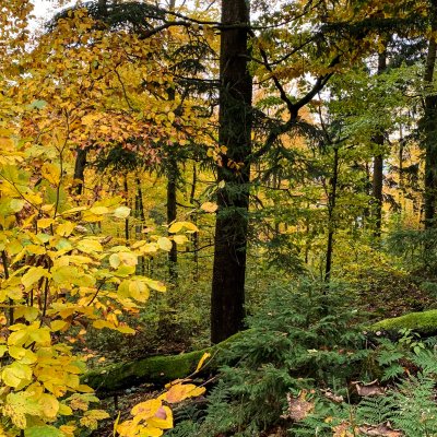 Wandern