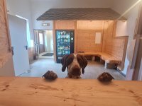 Hund schaut über die Theke in einem Raum